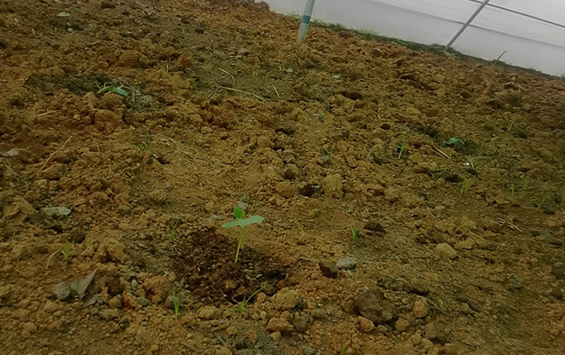 Fertile Soil After